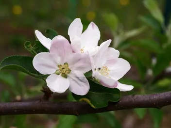 Jabłoń 'Kronselska' - zdjęcie 5