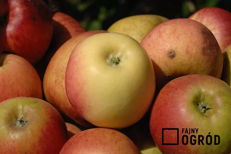 jablon-kronselska-1 Jabłoń 'Kronselska'