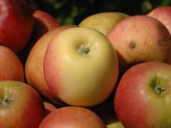 Zdjęcie ilustrujące jabłoń 'kronselska'