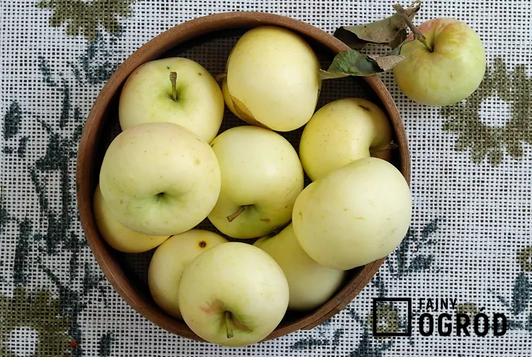 jablon-papierowka-1 Jabłoń ‘Papierówka’