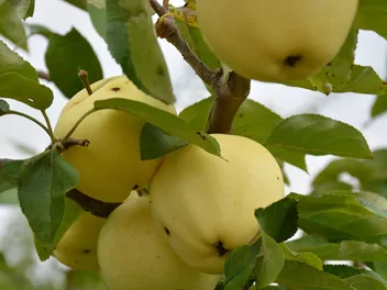 Jabłoń ‘Papierówka’ - zdjęcie 2