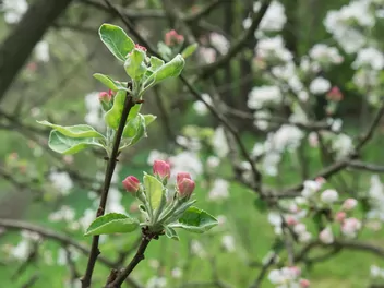 Jabłoń ‘Papierówka’ - zdjęcie 3