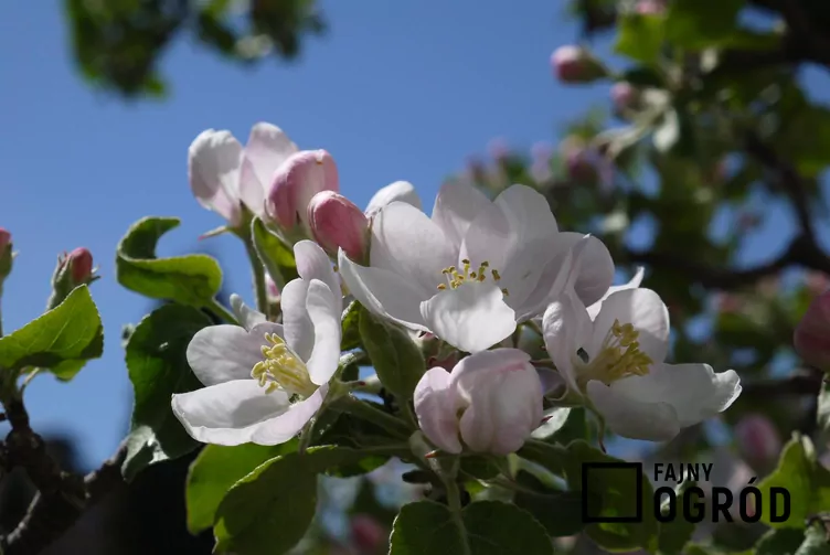 Jabłoń ‘Papierówka’