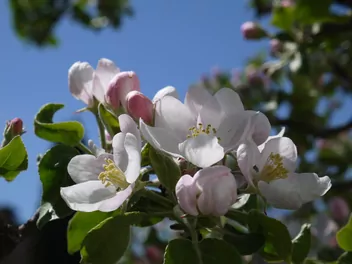 Jabłoń ‘Papierówka’ - zdjęcie 4