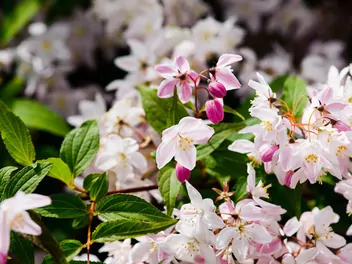 Ilustracja rośliny żylistek różowy