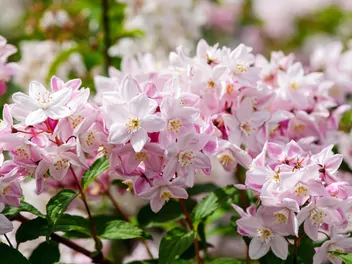 Żylistek różowy - zdjęcie 2