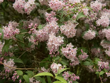 Żylistek różowy - zdjęcie 3