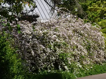 Żylistek różowy - zdjęcie 4