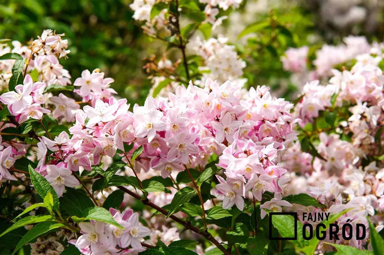 Żylistek różowy - zdjęcie 5