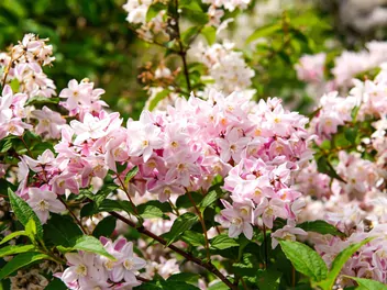 Żylistek różowy - zdjęcie 5