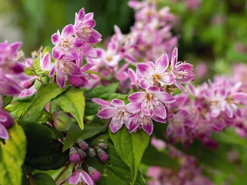 Ilustracja rośliny żylistek mieszańcowy 'strawberry fields'