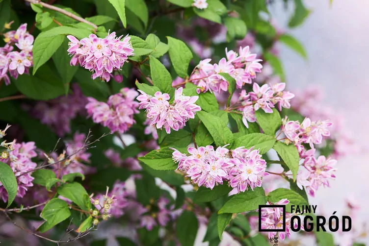 Żylistek strawberry fields
