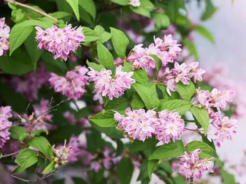 Żylistek mieszańcowy 'Strawberry Fields' - zdjęcie 2