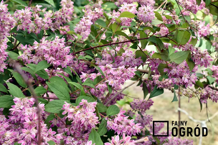 Żylistek mieszańcowy 'Strawberry Fields'