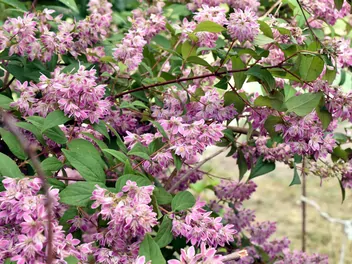 Żylistek mieszańcowy 'Strawberry Fields' - zdjęcie 3