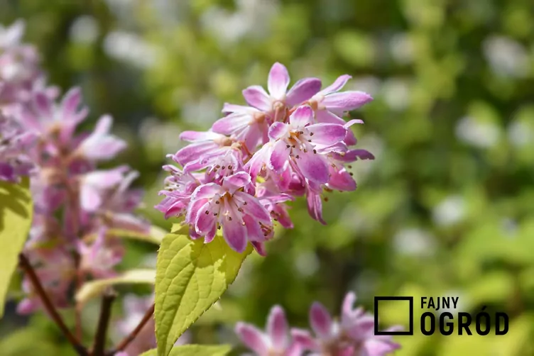 Żylistek mieszańcowy 'Strawberry Fields'