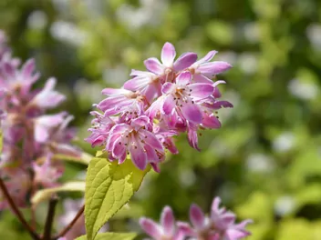 Żylistek mieszańcowy 'Strawberry Fields' - zdjęcie 4