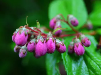 Żylistek mieszańcowy 'Strawberry Fields' - zdjęcie 5