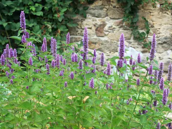 Kłosowiec fenkułowy - zdjęcie 2