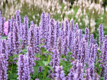 Kłosowiec fenkułowy - zdjęcie 3