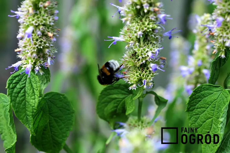 Kłosowiec fenkułowy