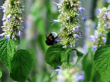 Kłosowiec fenkułowy - zdjęcie 4