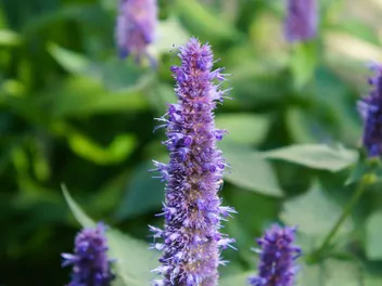 Kłosowiec fenkułowy - zdjęcie 5