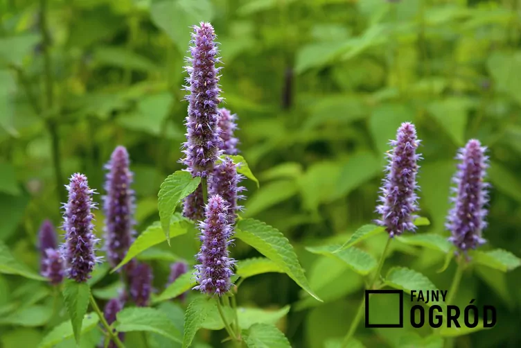 Kłosowiec fenkułowy