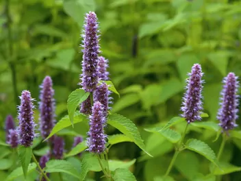 Ilustracja rośliny kłosowiec fenkułowy