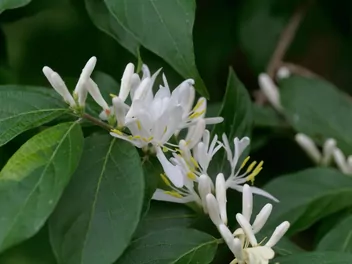 Ilustracja rośliny wiciokrzew maacka