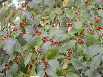 Wiciokrzew Maacka - zdjęcie 2