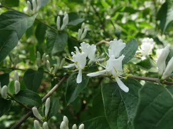 Wiciokrzew Maacka - zdjęcie 3