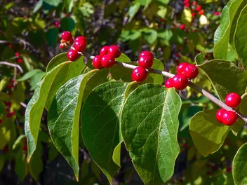 Wiciokrzew Maacka - zdjęcie 4