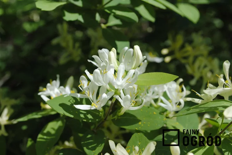 Wiciokrzew Maacka - zdjęcie 5