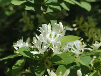 Wiciokrzew Maacka - zdjęcie 5