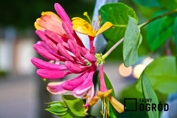 Wiciokrzew Heckrotta 'Goldflame'