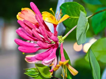 Ilustracja rośliny wiciokrzew heckrotta 'goldflame'