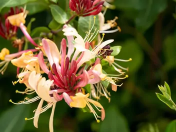 Wiciokrzew Heckrotta 'Goldflame' - zdjęcie 2