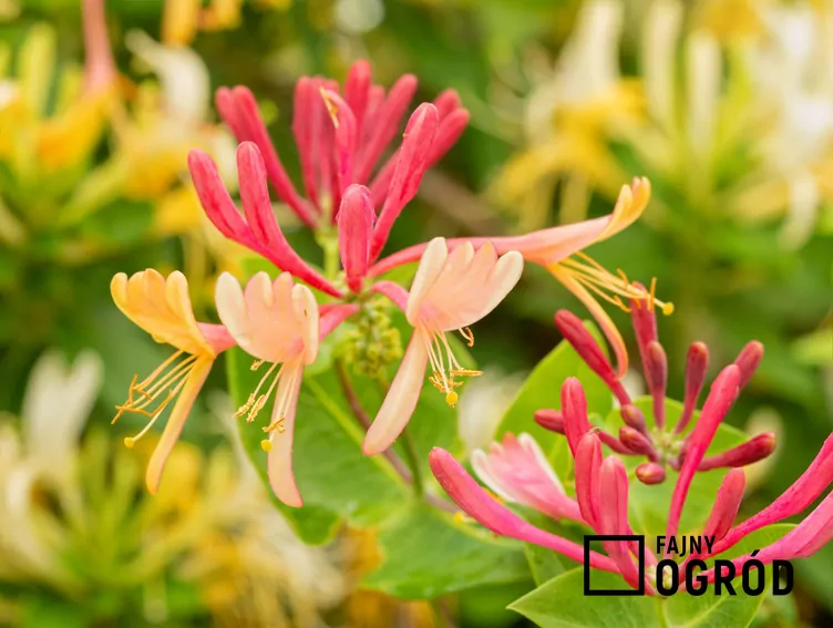 Wiciokrzew Heckrotta 'Goldflame'