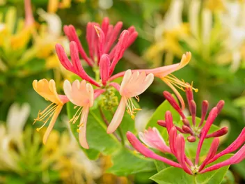 Wiciokrzew Heckrotta 'Goldflame' - zdjęcie 3