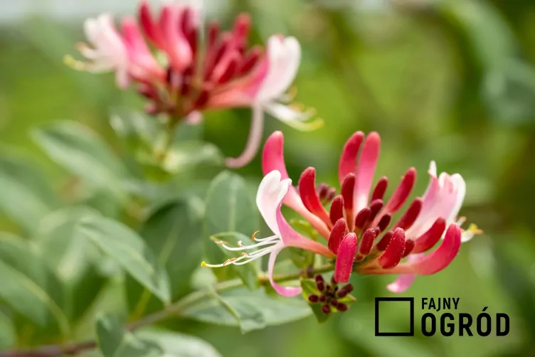 Wiciokrzew Heckrotta 'Goldflame'