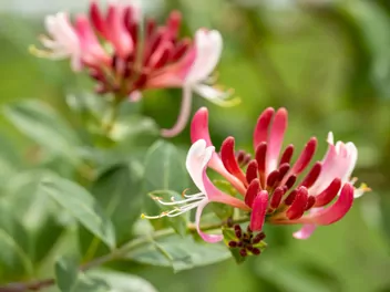 Wiciokrzew Heckrotta 'Goldflame' - zdjęcie 4