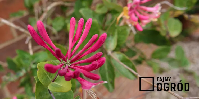 Wiciokrzew Heckrotta 'Goldflame' - zdjęcie 5