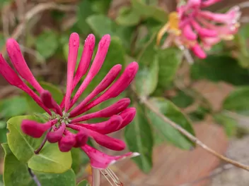 Wiciokrzew Heckrotta 'Goldflame' - zdjęcie 5