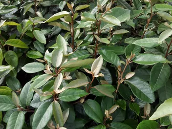 Ilustracja rośliny oliwnik zimozielony