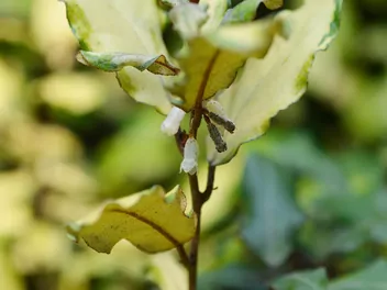 Oliwnik zimozielony - zdjęcie 2