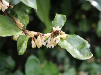 Oliwnik zimozielony - zdjęcie 3