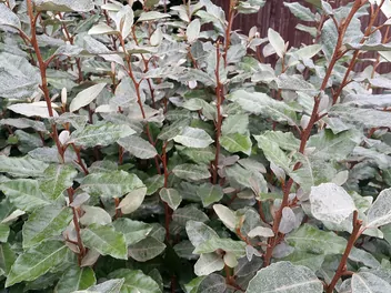 Oliwnik zimozielony - zdjęcie 4