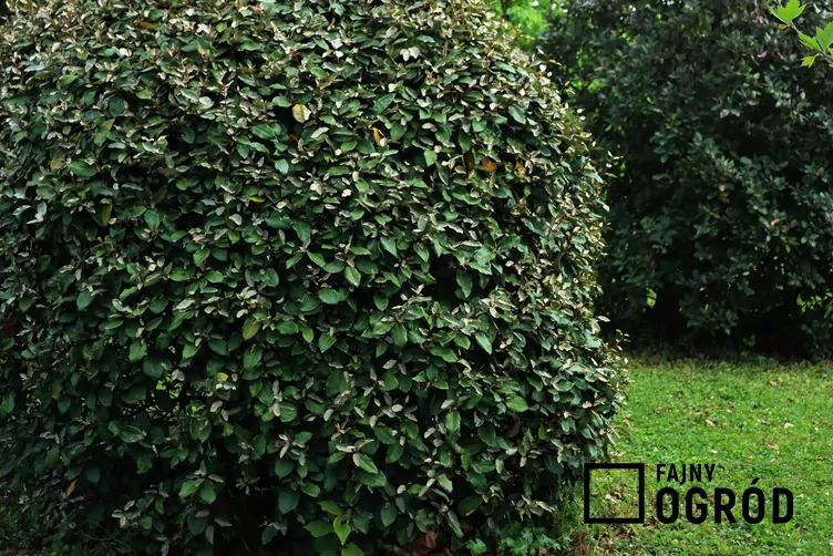 Oliwnik zimozielony - zdjęcie 5