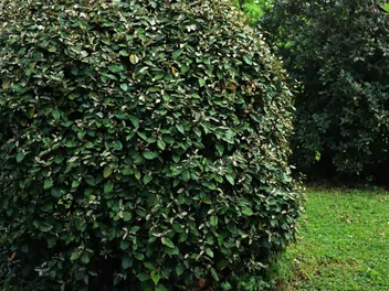 Oliwnik zimozielony - zdjęcie 5